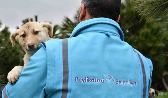 Beylikdüzü Belediye Başkanı Mehmet Murat Çalık Hayvanları Koruma Kanunu’yla ilgili açıklama yaptı