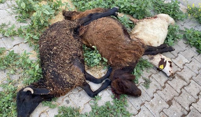 Bingöl'de sahipsiz köpekler 6 küçükbaş hayvanı öldürdü