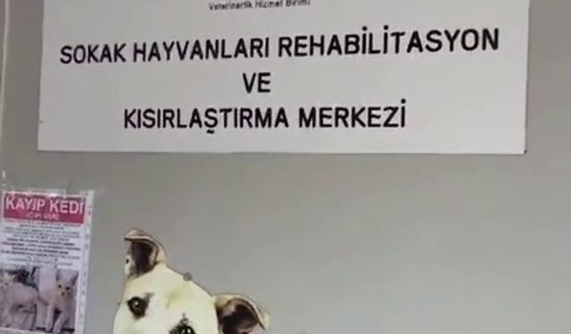 Büyükada Rehabilitasyon Merkezi’nde ’hayvanlara bakılmıyor’ iddiası