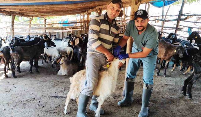 Efeler’de küçükbaş hayvanlar hastalıklara karşı aşılanıyor