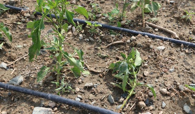 Erzincan’da etkili olan dolu tarım alanlarına zarar verdi