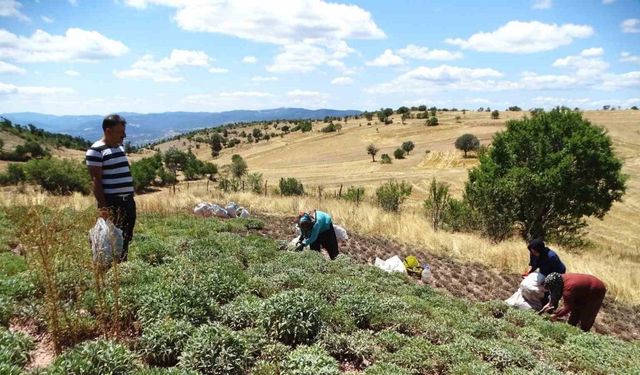 Kütahya’nın üretim merkezi olan Karsaban köyünde adaçayı hasadı başladı