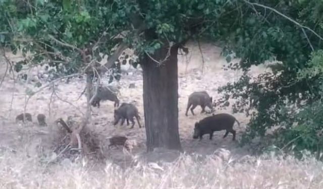 Malatya’da domuz sürüleri görüntülendi