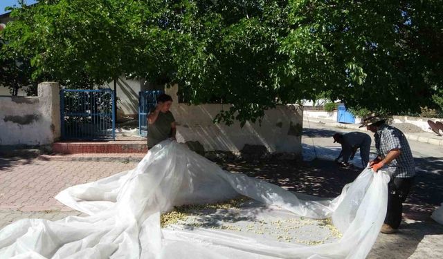 Malatya’da dutun pekmez yolcuğu başladı