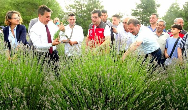 Muğla Büyükşehir Belediyesi’nden lavanta şenliği