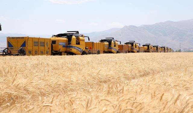 Muş Ovası'nda hububat hasadı başladı