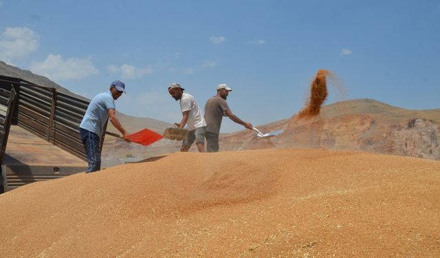 Muş'ta bahar yağmurları buğday rekoltesini artırdı