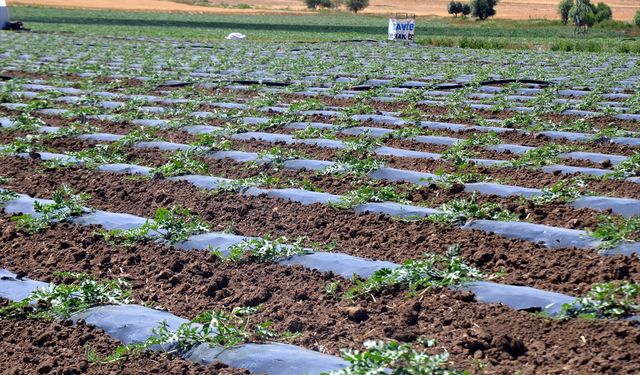 Muş'ta çiftçiler karpuz ve kavunda yüksek rekolte bekliyor