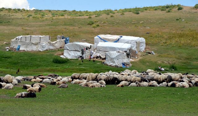 Muş'ta göçerlerin yayla mesaisi sürüyor