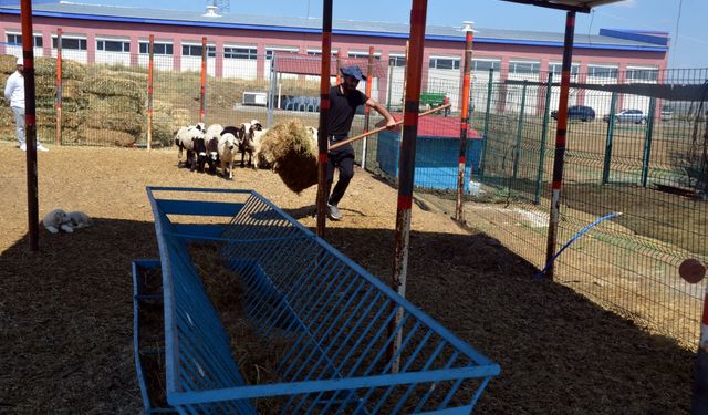 Muş'ta üniversite bünyesinde hayvan çiftliği kuruldu