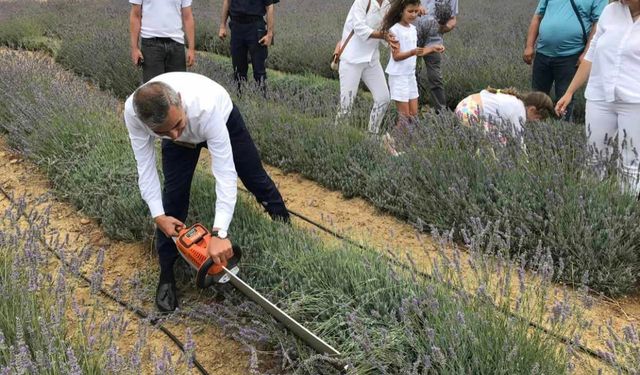 Paşalimanı Adası’nda lavanta hasadı gerçekleşti