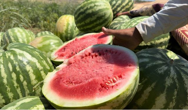 Şanlıurfa’da yerli karpuzun hasadına başlandı