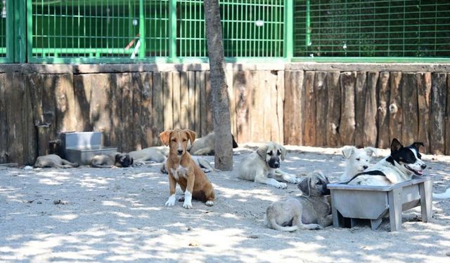 Sokak hayvanları düzenlemesi medyada bir buçuk milyonun üzerinde içerikte yer aldı