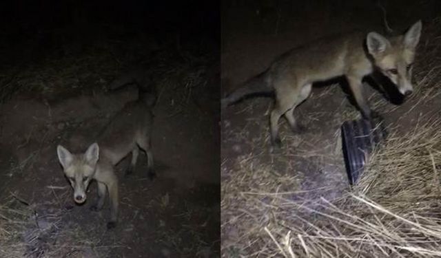 Erzincan’da vatandaşlar tilkiyi bisküviyle besledi