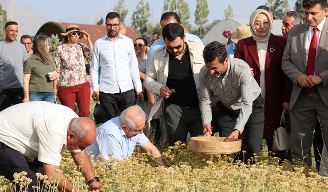 Van'da akademisyenlerin yetiştirdiği tıbbi ve aromatik bitkilerin hasadı yapıldı