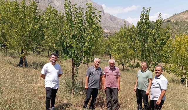 74 yaşındaki Kemaliyeli öğretmen 19 bin ağacı toprakla buluşturdu