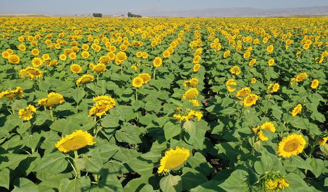 Ağrı'da hasada hazırlanan ayçiçeği tarlaları sarıya büründü