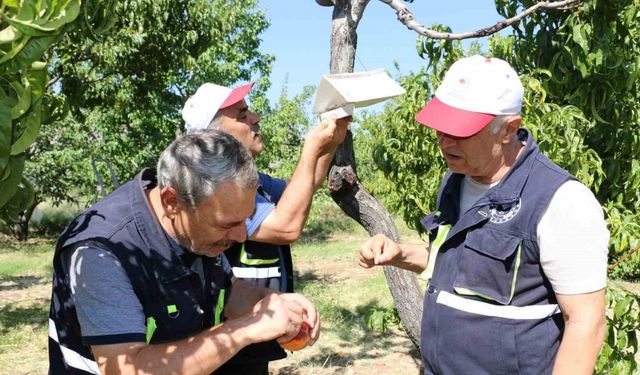 Akdeniz sineği Erzincan’ın meyve bahçelerini tehdit ediyor!