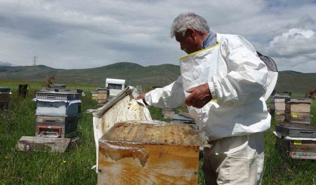 Ardahan’da coğrafi işaretli bal hasadı başladı; 450 ton bal üretimi bekleniyor