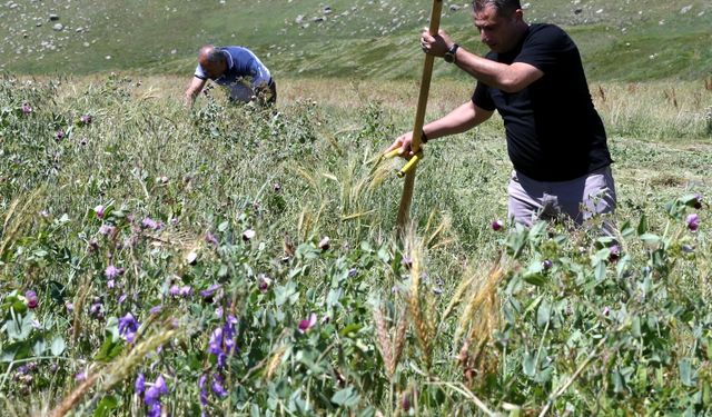 Ardahan'da hayvancılık için devlet destekli ekilen yem bezelyesi üreticiyi sevindirdi