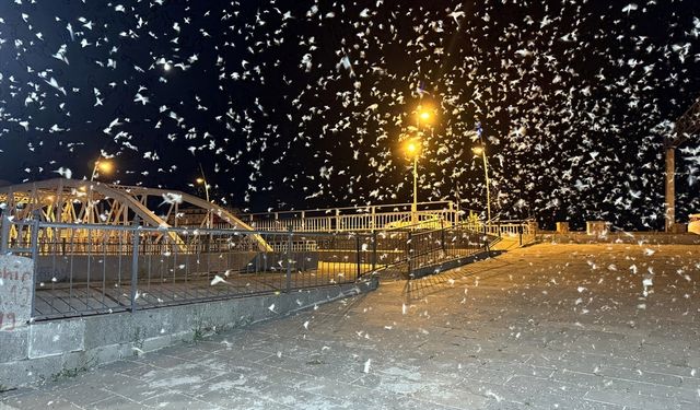 Ardahan'da mayıs sineklerinin toplu "ölüm uçuşu" kar yağışını andırıyor