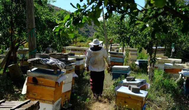 Arıcılar hasat için gün sayıyor