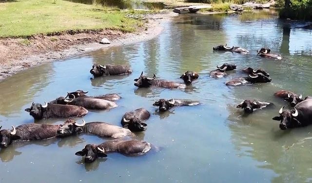 Burası Serengeti değil Erzincan Ovası