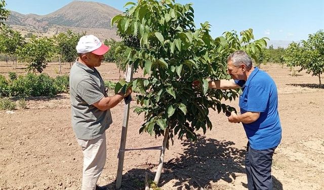 Erzincan’da ceviz yetiştiriciliği atağa geçti