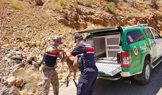 Çevre Doğa ve Hayvan Koruma timinden yaban keçisine yardım eli