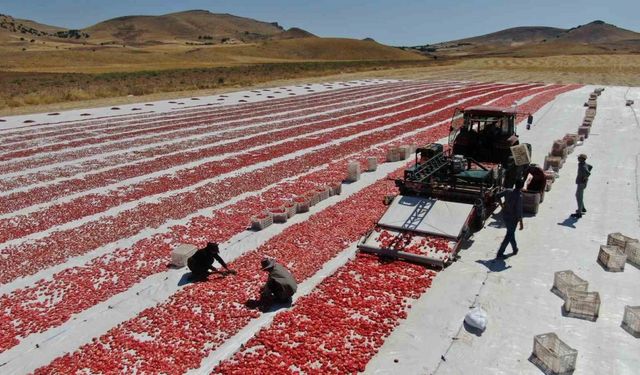 Dünya sofralarını Elazığ süslüyor: Tonlarca domates ihraç ediliyor