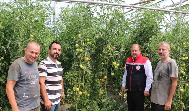 Erzincan, domates ve salatalıkta bölgeyi besliyor