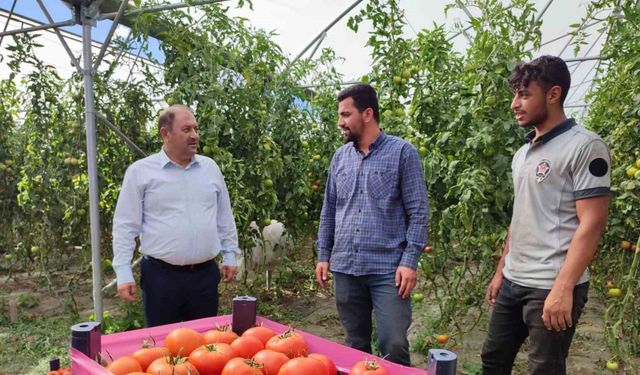 Erzincan domatesi çevre illerde sofraları süslüyor