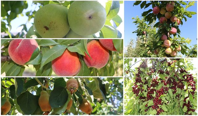 Erzincan Ovası bu yıl yüksek rekolte ile çiftçinin yüzünü güldürüyor