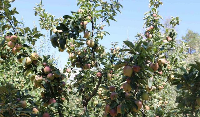 Erzincan Ovası bu yıl yüksek rekolte ile çiftçinin yüzünü güldürüyor