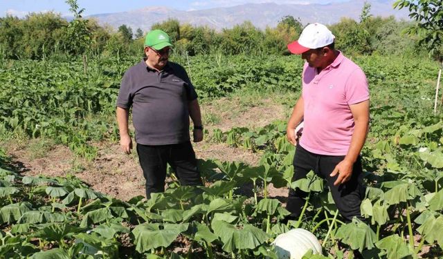 Erzincan tarım sektörü, renkli görüntülere sahne oluyor