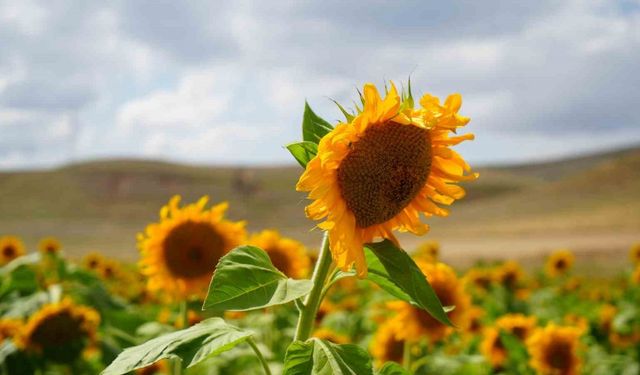 Erzincan’da ayçiçeği tarlaları sarının her tonuyla güneşi kıskandırıyor