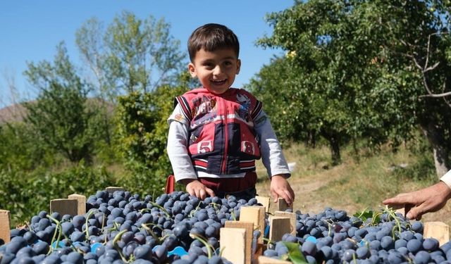 Erzincan’da çarşı ve pazarın en çok satan meyvesinde hasat zamanı