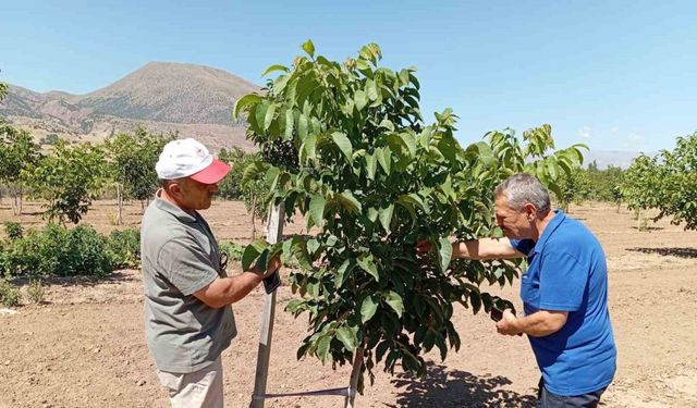 Erzincan’da ceviz yetiştiriciliği artıyor