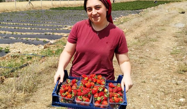 Erzincan’da ikinci çilek hasadı başladı