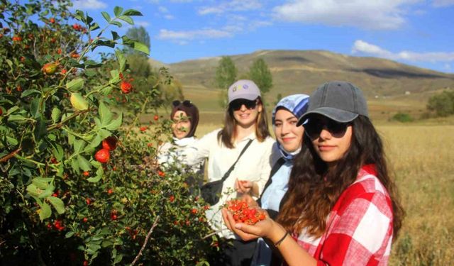 Erzincan’da kuşburnu, zorlu arazilerde toplanmaya başlandı