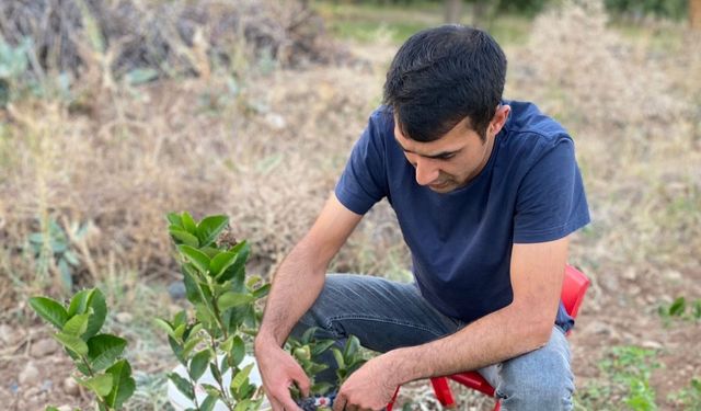 Erzincan’ın ilk aronya bahçeleri meyvelerini verdi