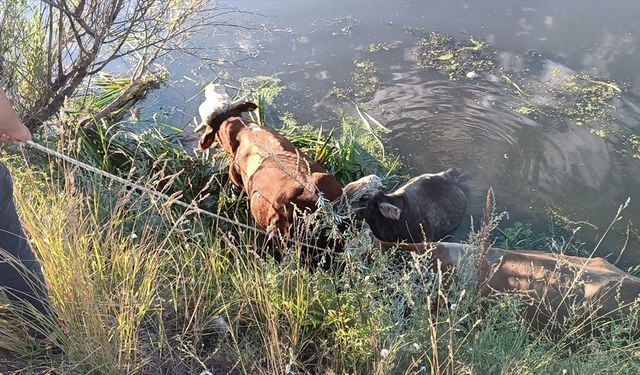 Erzurum'da bataklığa saplanan büyükbaş hayvanları itfaiye ekibi kurtardı