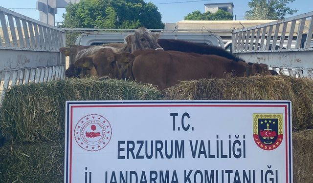 Erzurum'da hayvan hırsızlığı yaptığı iddiasıyla 1 zanlı tutuklandı