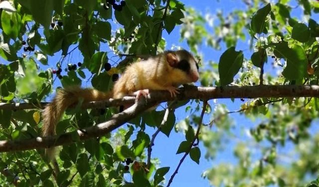 Erzincan’da Yediuyur görüntülendi