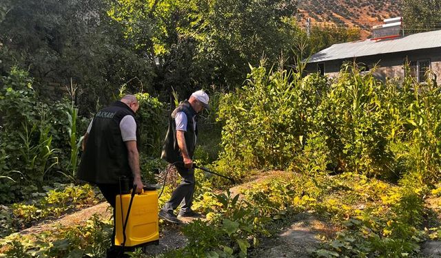 Hakkari'de çiftçilere "sebze hastalıklarıyla mücadele" eğitimi verildi