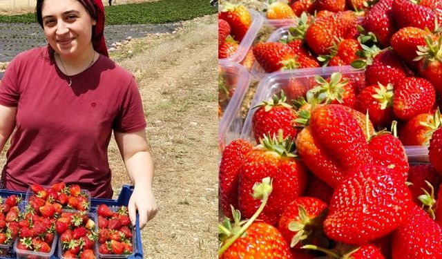 Erzincan’da ikinci çilek hasadı başladı