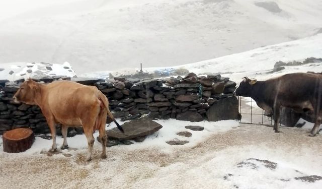 Kars’ın Tuygun köyü yaylası dolu ve karla beyaza büründü