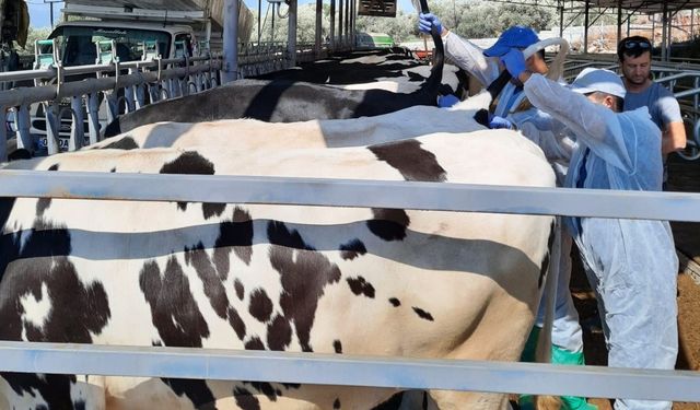 Kuyucak’ta hayvan sağlığı için kan örnekleri alındı