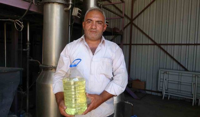 Lavantada hasat başladı: 60 kilosundan 1 kilo çıkıyor, 600 TL’ye satılıyor