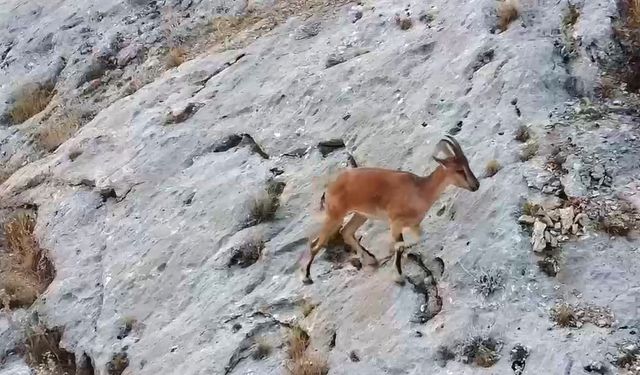 Malatya'da dağ keçileri dronla görüntülendi